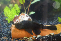 Bristlenose Pleco