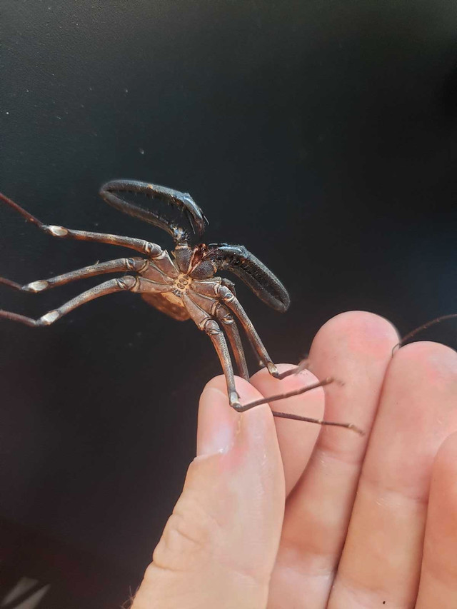 Tailess whip scorpion (Damon diadema) in Small Animals for Rehoming in Edmonton - Image 4