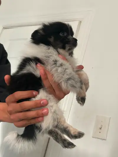 Purebred tiny toy size Pomeranian puppy one white and black female one white male