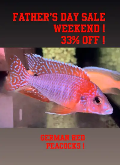 Big Selection of Top quality Cichlids! (Imported and Breed Locally) Price start $5 Unsexed/ $30-$85...