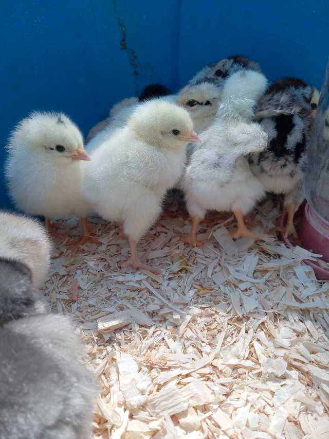 Day old chicks in Livestock in Peterborough - Image 2