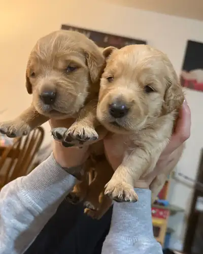 We are excited to announce that Magenta and Buddy have welcomed their final litter on January 24th....