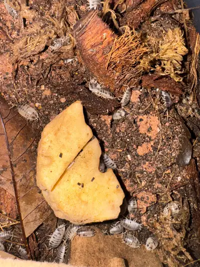 Isopods for bioactive vivariums - free local delivery , View more