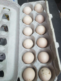 RED GOLDEN PHEASANT HATCHING EGGS 