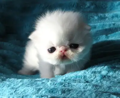 PERSIAN KITTENS FEMALE, View more