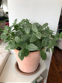Healthy Fittonia Nerve plant in 8” pot