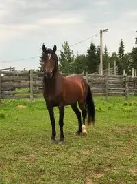 Project Horse