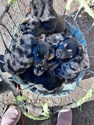 "Shepherd Rottweiler/Cattahoola coonhound/blue tick hound puppie, View more