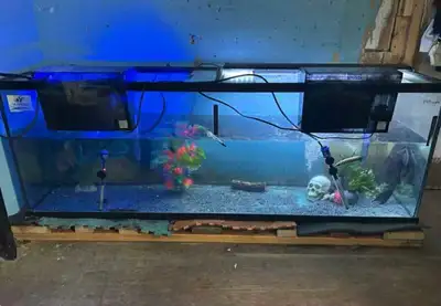 150 gallon fish tank, View more