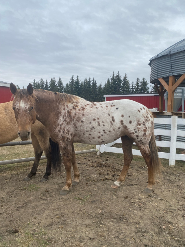 Appaloosa mare in Equestrian & Livestock Accessories in Strathcona County - Image 2