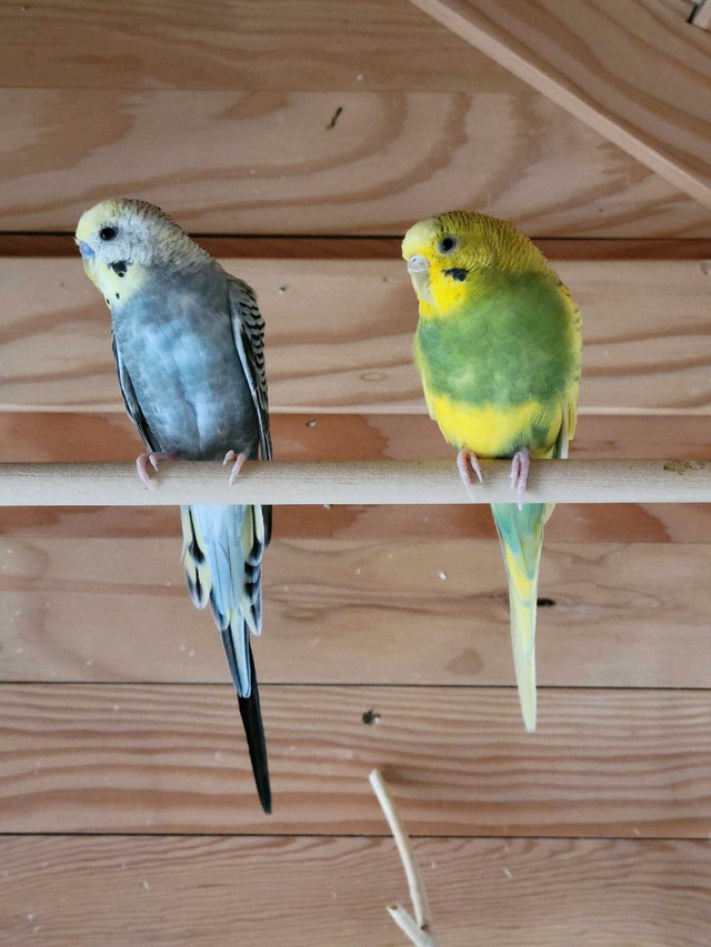 Budgie pairs for sale  in Birds for Rehoming in Winnipeg
