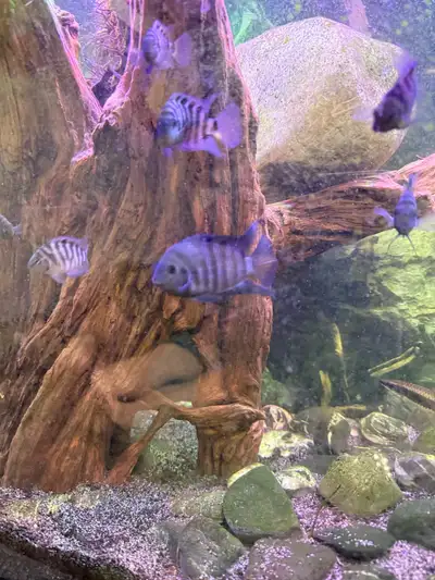 Convict Cichlids, View more