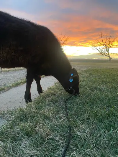 Dexter/Angus Mid Size Minni cow, View more