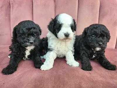 Adorable toy/mini poodle puppies , View more