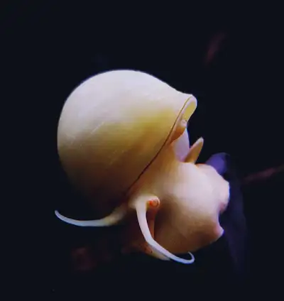 Large mystery snails, View more