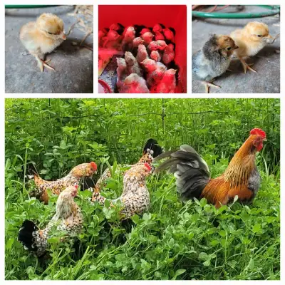 The hens are Millie Fleur d'Uccle bantam and the rooster is Dutch bantam