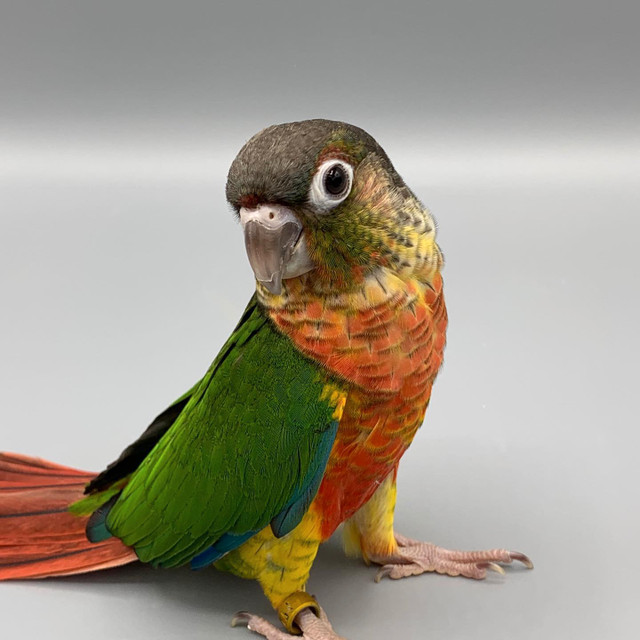 ❤️❤️ BABY ⭐ Conure with Cage & Food❤️❤️ in Birds for Rehoming in Cambridge - Image 3