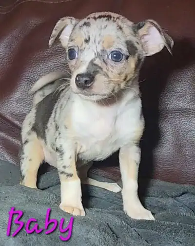 5 gorgeous merle Chihuahua puppies (4 blue merle with points and 1 chocolate merle with points). The...