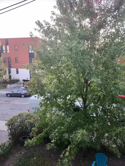 A louer superbe chambre propre Plancher verni récemment Peinture refaite Papier mural Lustres antiqu...