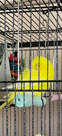 Yellow Female Budgie Lake Echo PPU