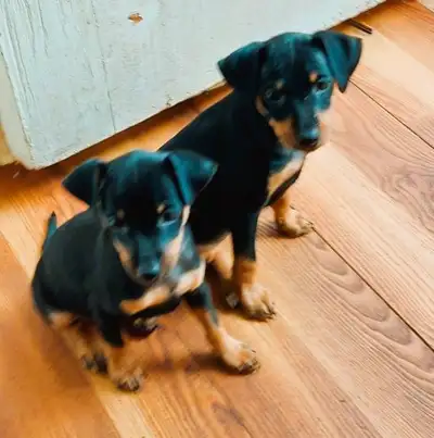Mini Pinchers (Minpin), View more