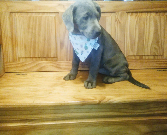 SILVER LAB PUPPIES LOOKING FOR NEW HOMES!!!!!! Dogs