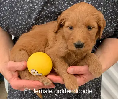 ❤️Goldendoodle mini and small/medium and mini aussiedoodle pups, View more
