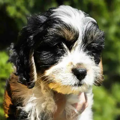Yorkalier puppies, View more