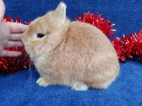 EXTRAORDINARY NETHERLAND DWARF, LIONHEAD, HOLLAND LOP BUNNIES