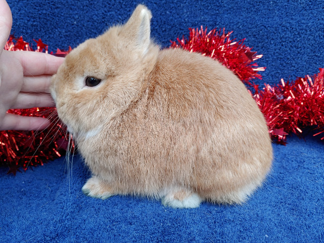 EXTRAORDINARY NETHERLAND DWARF, LIONHEAD, HOLLAND LOP BUNNIES in Small Animals for Rehoming in Saint John