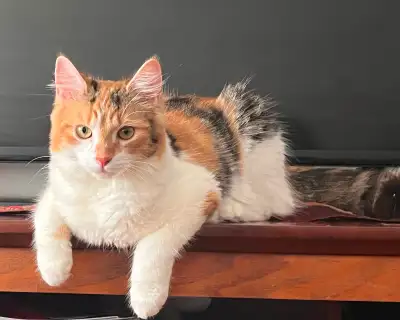 6 months old kittens (40$), View more