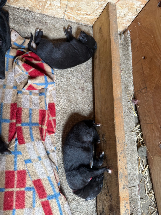 Greyhound Puppies in Dogs & Puppies for Rehoming in Abbotsford - Image 2