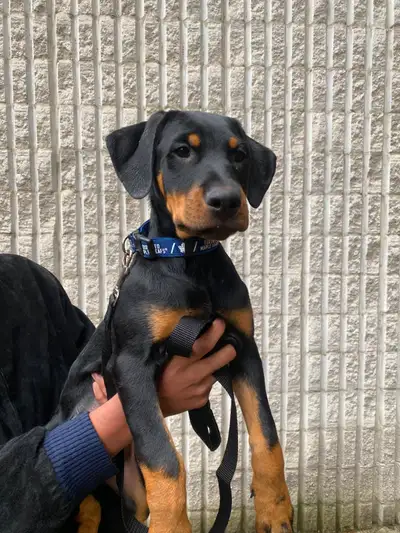 PUREBRED DOBERMAN FEMALE | TOP LINEAGE | CONFIDENT & STRONG, View more