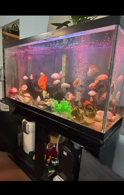 Assorted fishes assorted ornaments 2 canister filters Led lights