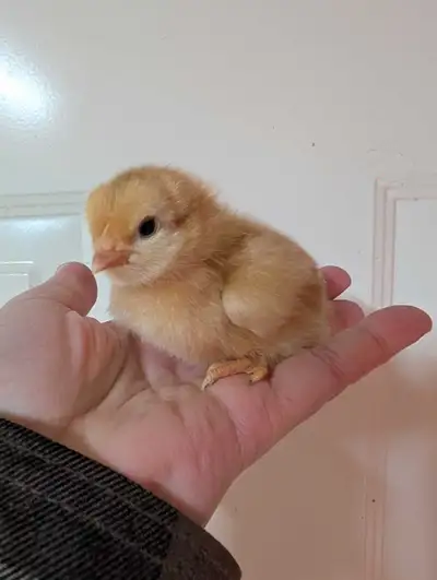 Sex linked brown pullet(female) chicks. From millers but decided I don't want so many layers. Hatche...