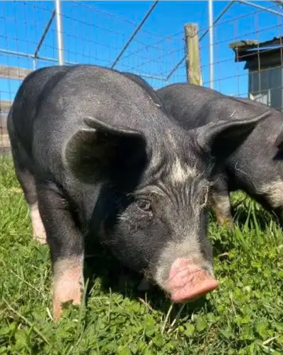 ISO intact HOG, View more