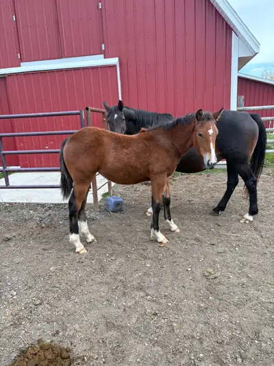 crossbred filly, View more