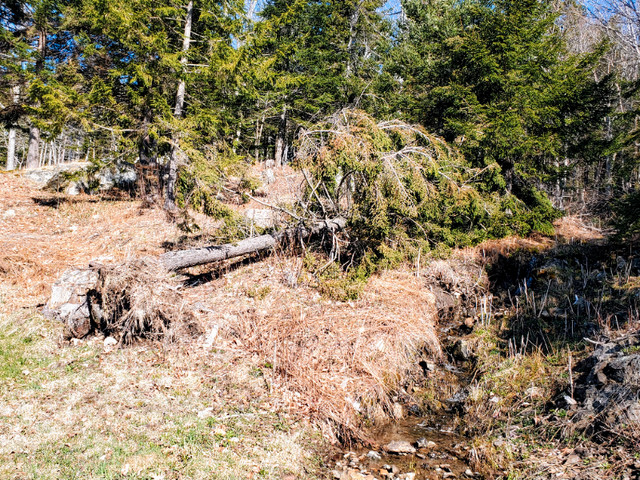 Free Fallen Trees - Cut and Remove. in Plants, Fertilizer & Soil in Saint John