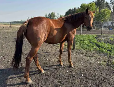 Canadian Warmblood Horse for Sale, View more
