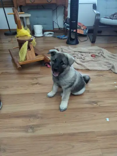 Purebred NORWEGIAN ELKHOUND male puppy ready for new home!, View more