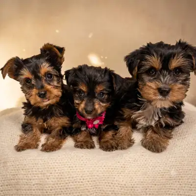 Beautiful yorkie puppies male and female $1100 each, View more