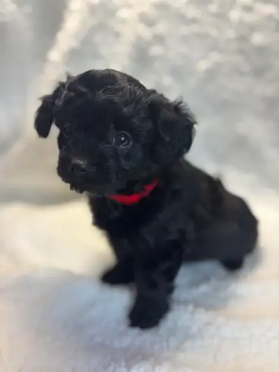 3 mâles Pomapoo, View more