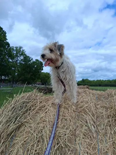 2 1/2 year old Parson Russell Terrier for rehoming, View more