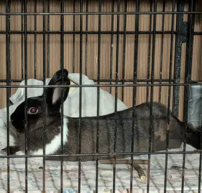 Female Rabbit 'MOCHI' & Accessories, View more
