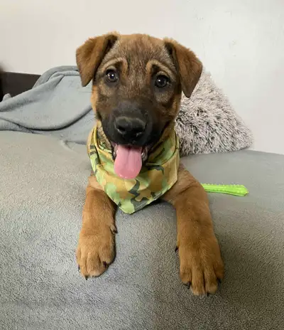PUPPIES with vaccines !, View more