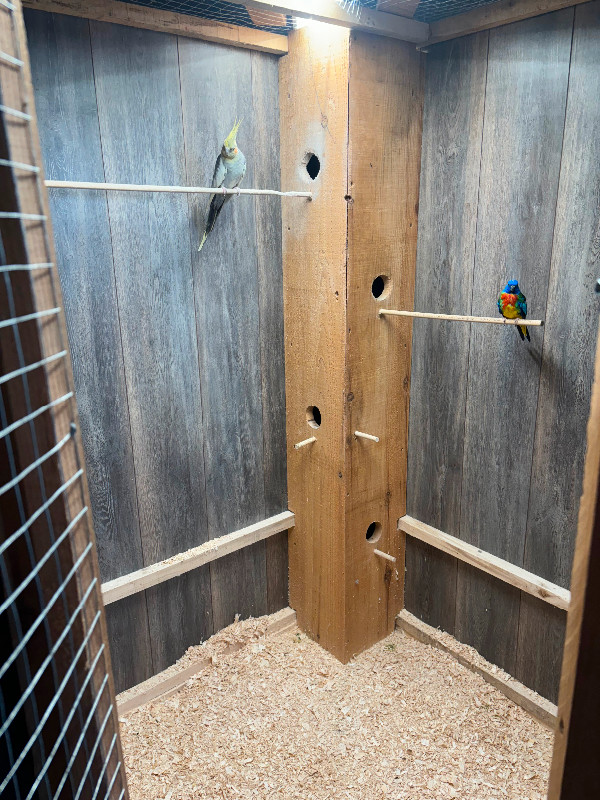 Walk-in corner bird cage in Birds for Rehoming in Leamington - Image 4