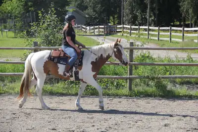[PENDING] 5 y old Paint Gelding, View more