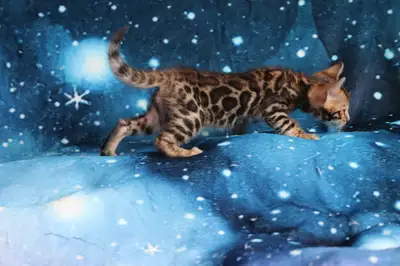 Leopard-look Bengal Kittens - Brown, Silver, Longhair, TICA, View more