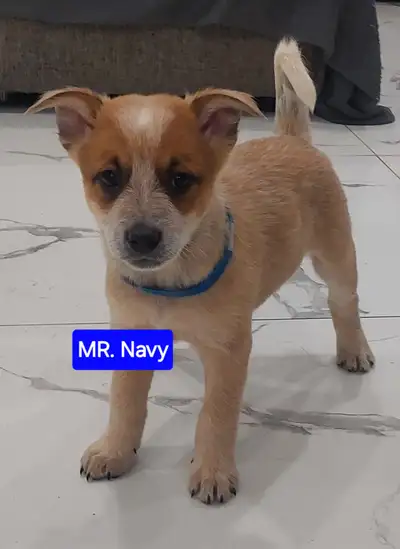 FULL breed australian cattle puppies (blue and red heeler) looking for their forever home. These pup...