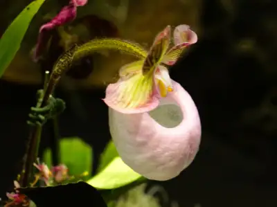 Agincourt Garden Club: Tips on How to Win at a Flower/Veg Show, View more